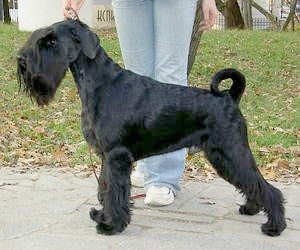 Cherni Strazhnik CHEEKY CHAP