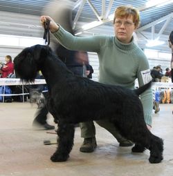 GLOBETROTTER BLACK Grand Calvera