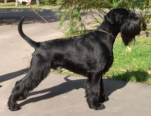 CHERNI STRAZHNIK v.Mandelroschen